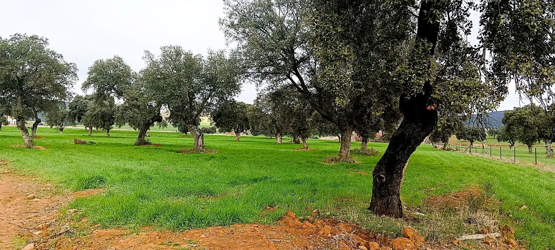 Terreno en venta en Peñarroya-Pueblonuevo
