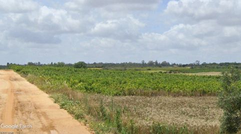 V14315 FINCA RUSTICA CON VIÑEDO, imatge 2