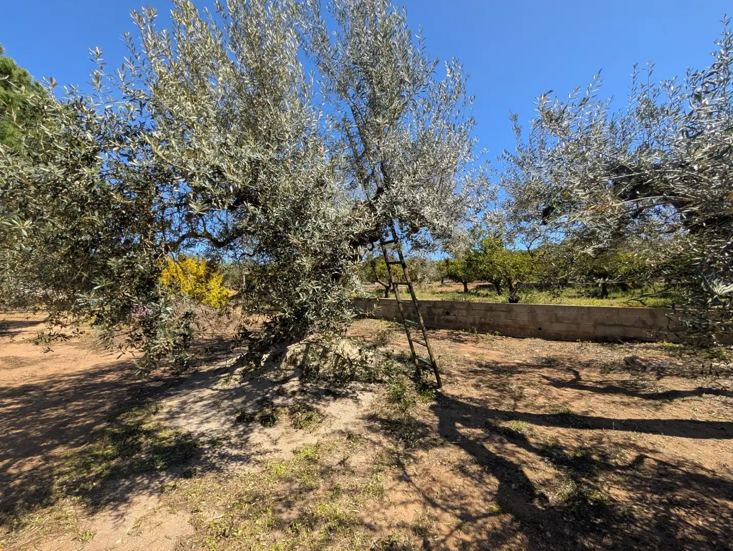 Grundstücke zum Verkauf in Ulldecona