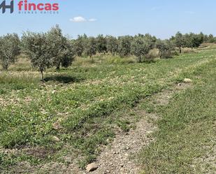 Land for sale in La Campana