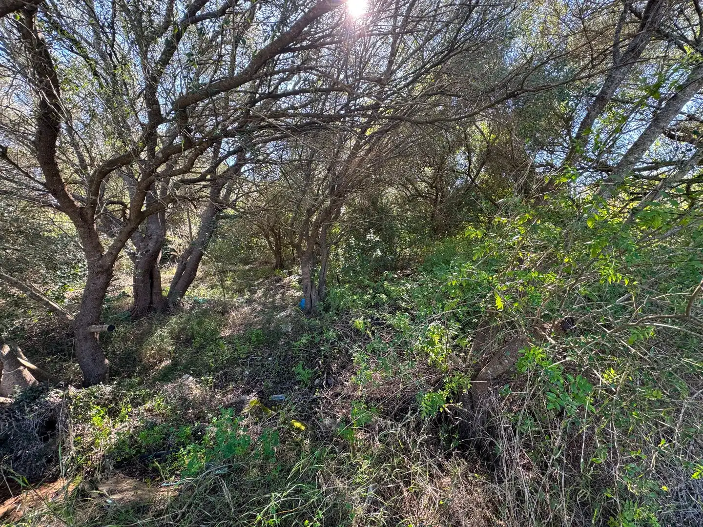 Wohnbaugrundstück zum Verkauf in Sa Pobla, imagen 6