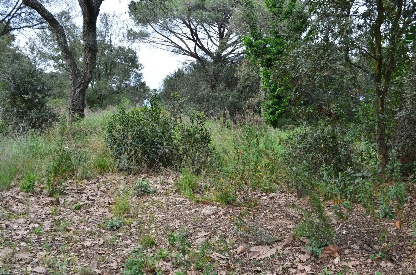 Wohnbaugrundstück zum Verkauf in Sant Celoni, imagen 3