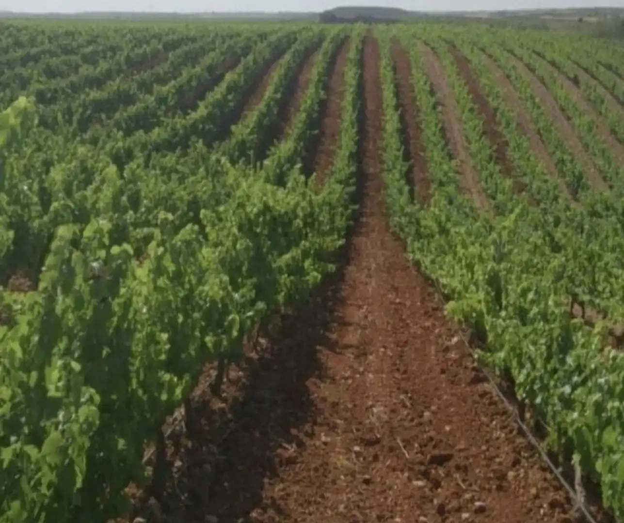 Exterior view of Land for sale in Cariñena