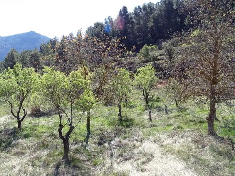 Finca rústica en venta en Beceite