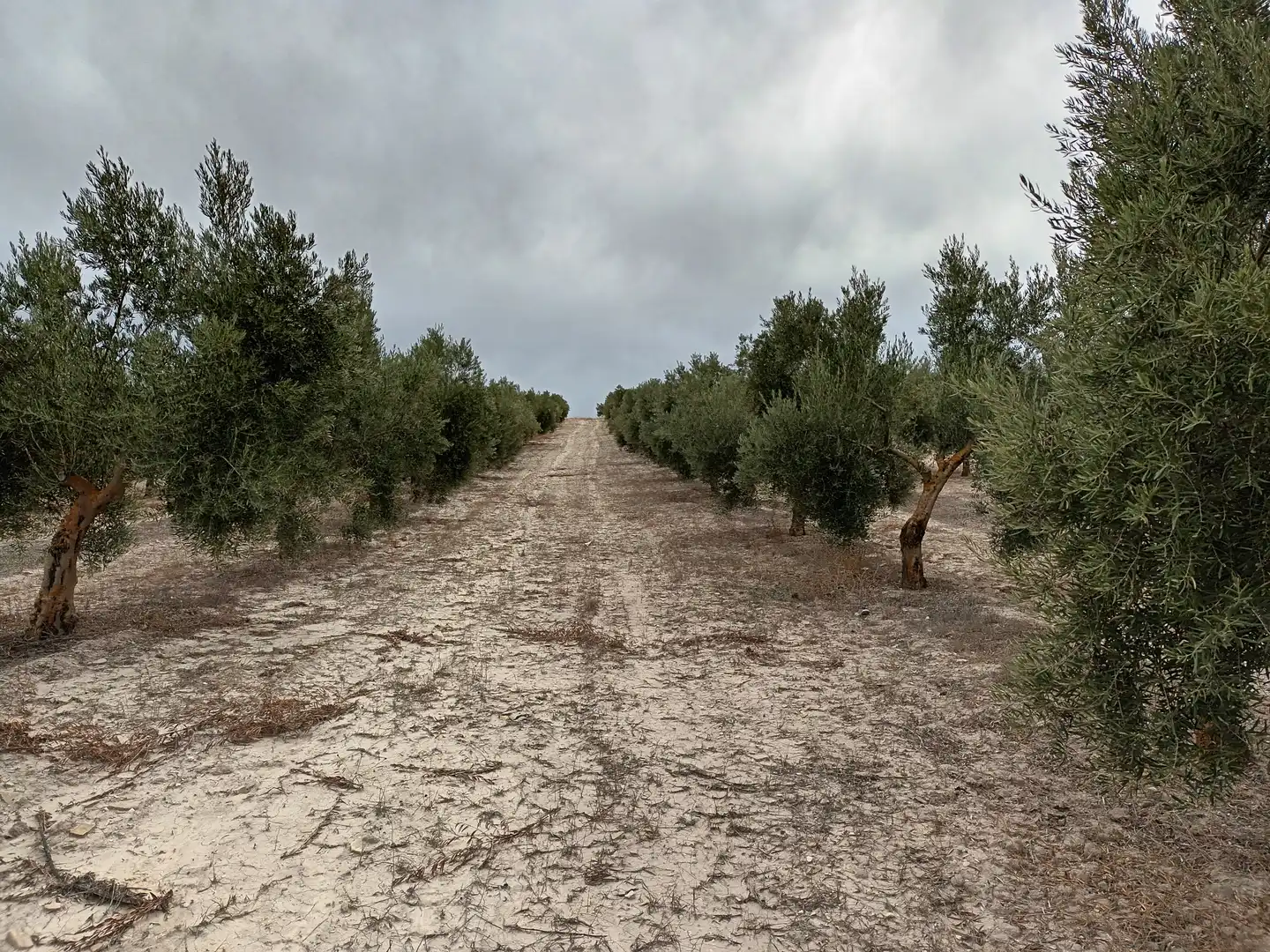 Terreno en venta en Cabra del Santo Cristo