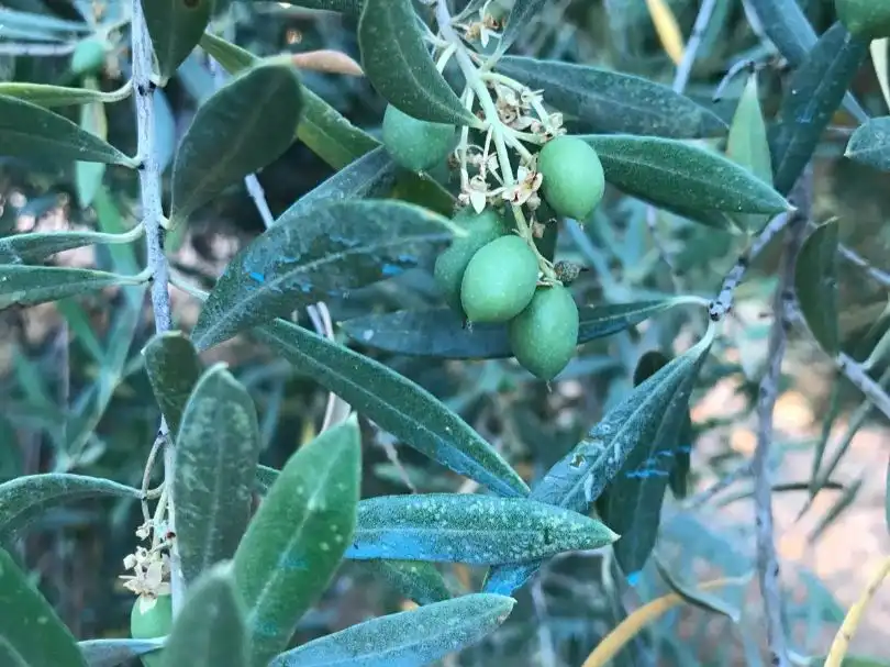 Jardín de Terreno en venta en Deifontes