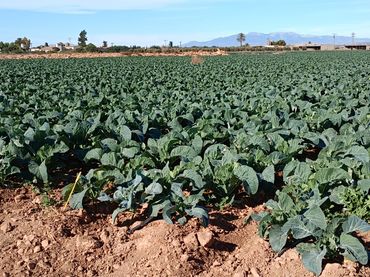 Terreno rustico in vendita a Pasaje Los Barretos 18