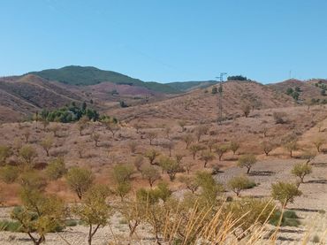 Terreno rustico in vendita a Pedanías Norte