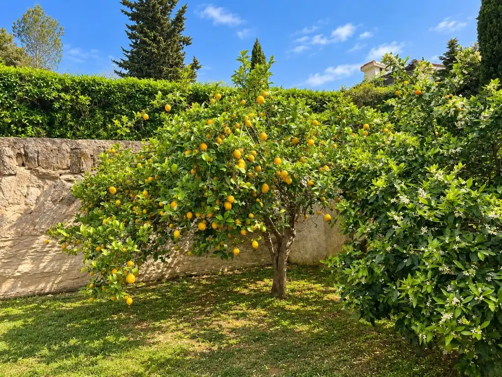 Casa en venda a Cap Martí - El Tossalet - Pinomar, imagen 37
