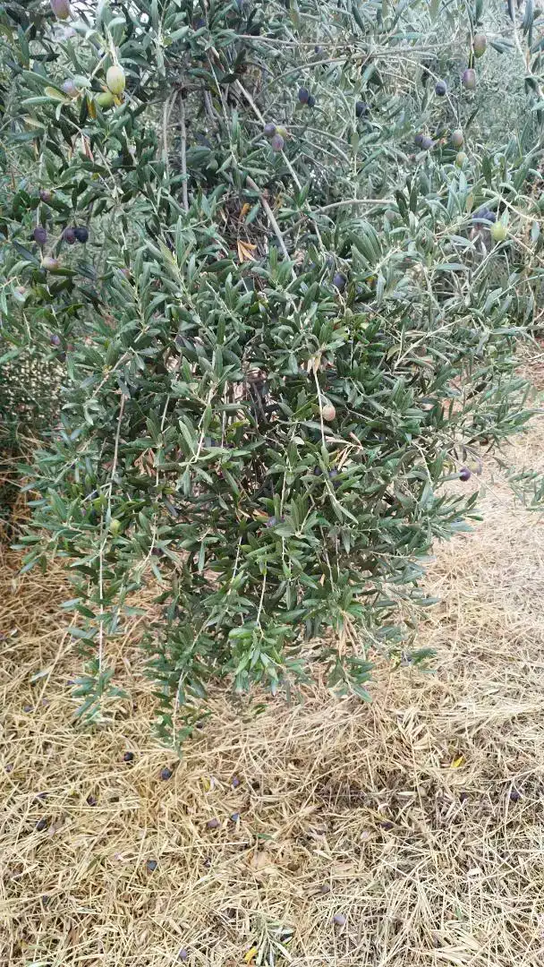 Jardí de Planta baixa en venda en Benquerencia de la Serena amb Traster