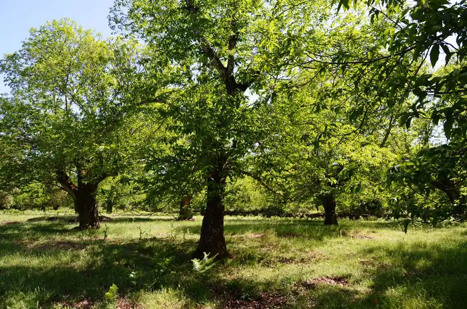 Terreni e lotti in vendita a Castaño del Robledo, imagen 28