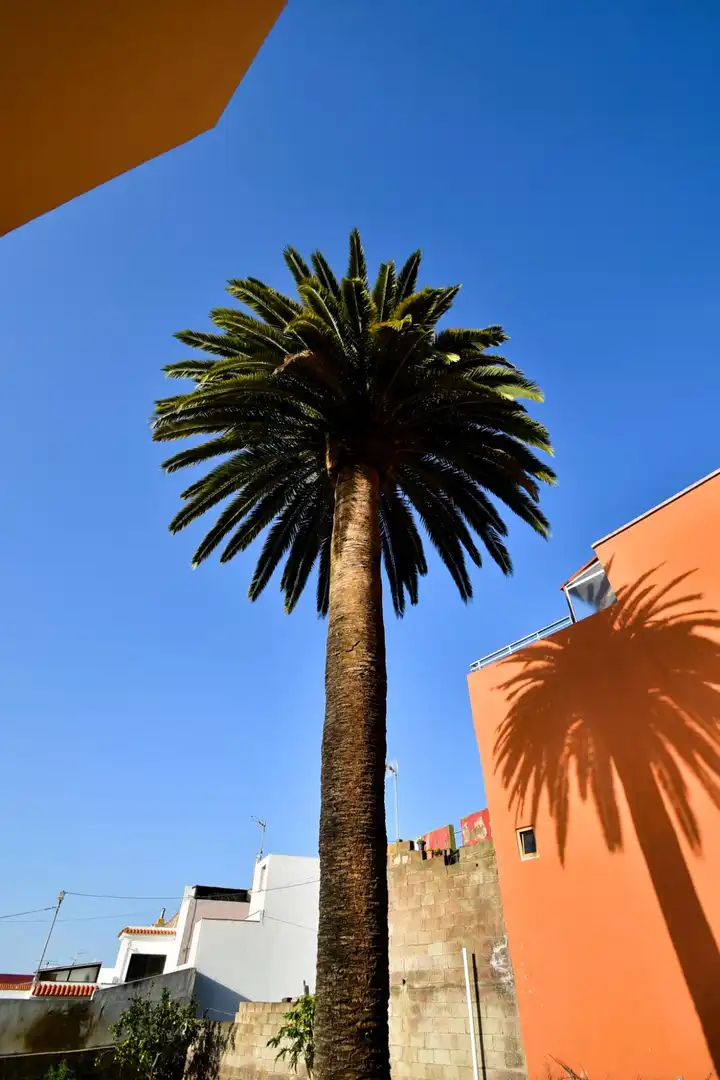 Vista exterior de Casa o chalet en venta en Tacoronte con Jardín privado y Terraza