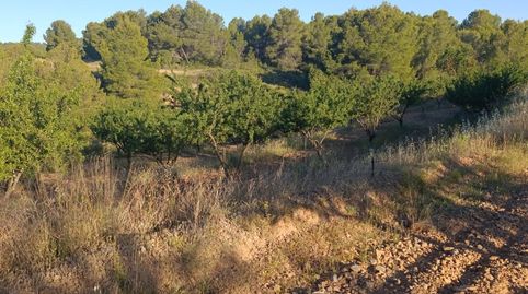 FINCA DE 18.511 METROS CON PLANTACION DE ALMENDROS EN PRODUCCION, immagine 5
