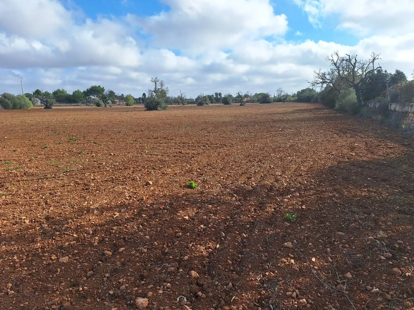 Terreno rustico in vendita a Llucmajor pueblo, imagen 11