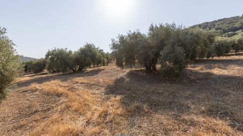 FINCA DE OLIVOS EN MONTEFRÍO, imatge 4
