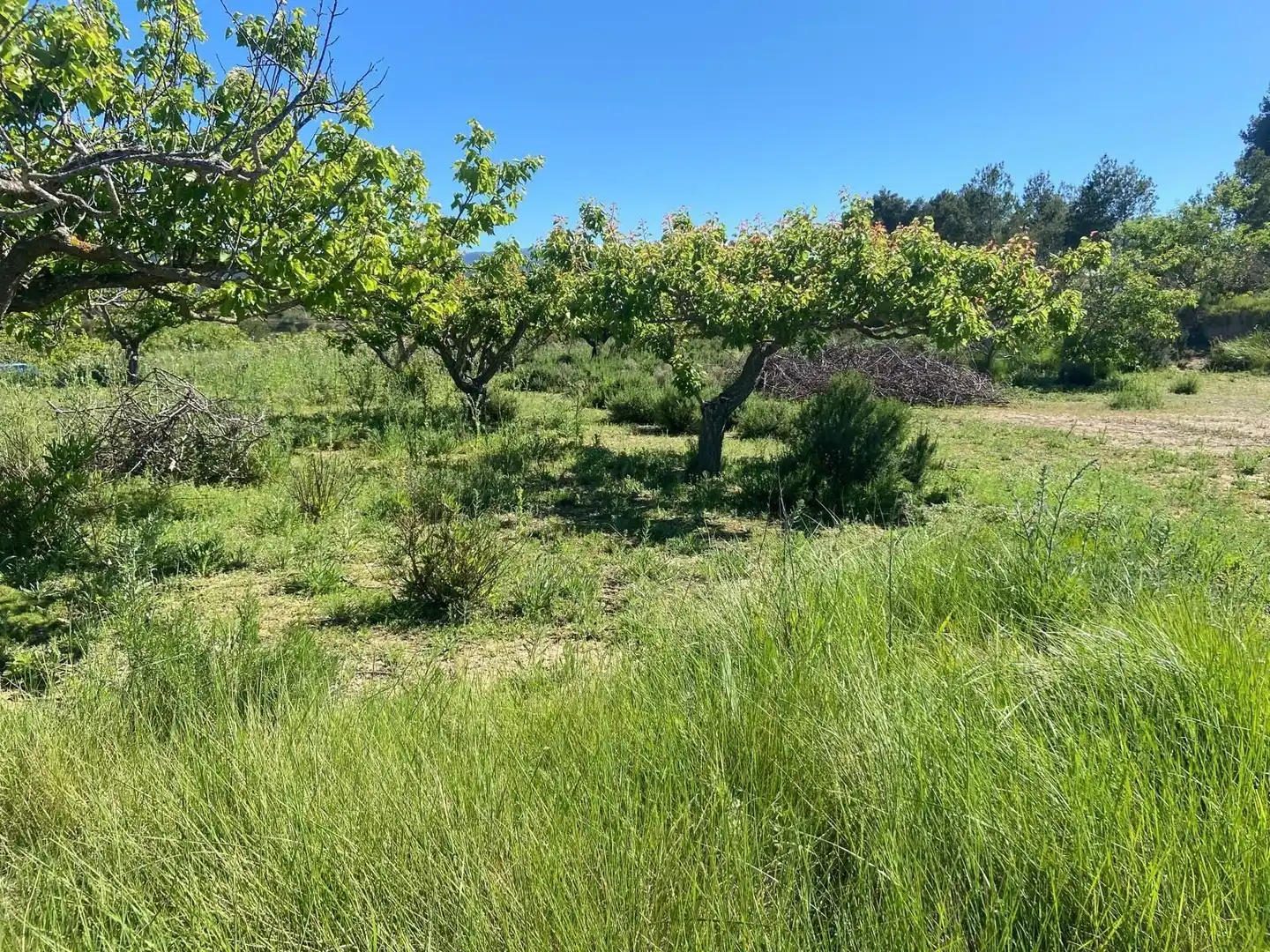 Rustikales Grundstück zum Verkauf in El Palomar, imagen 9