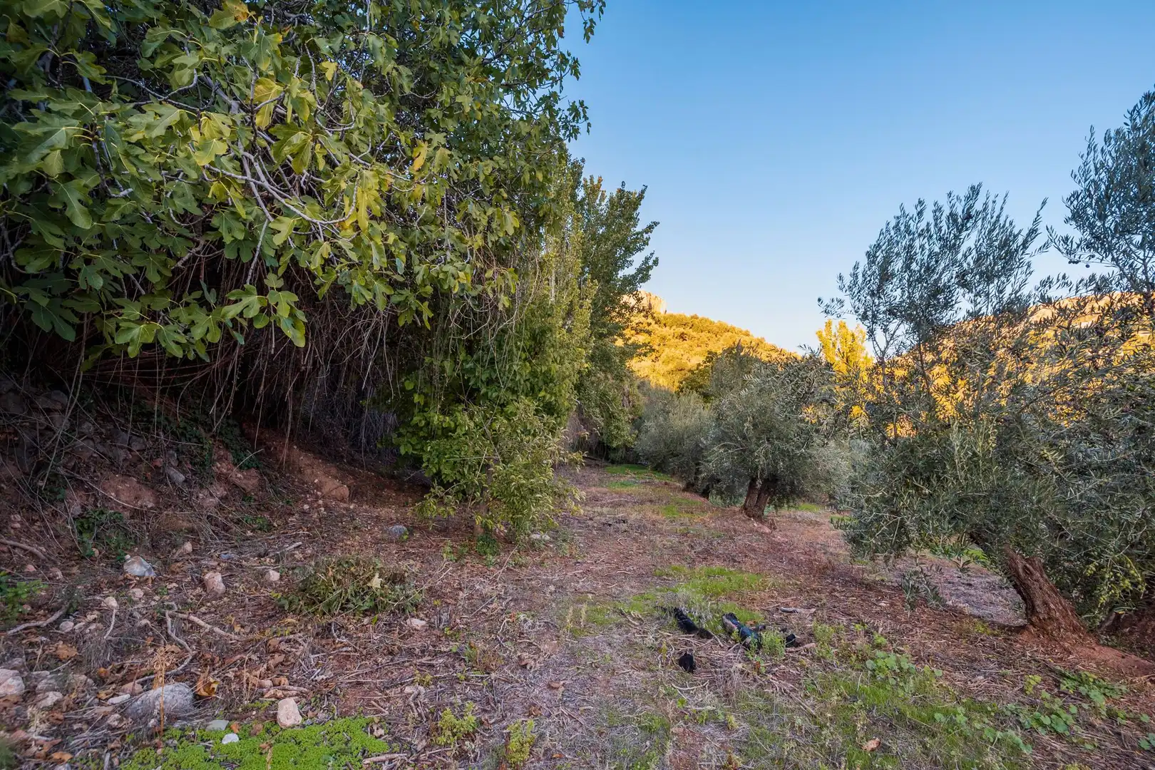 Casa o xalet en venda en Cogollos de la Vega
