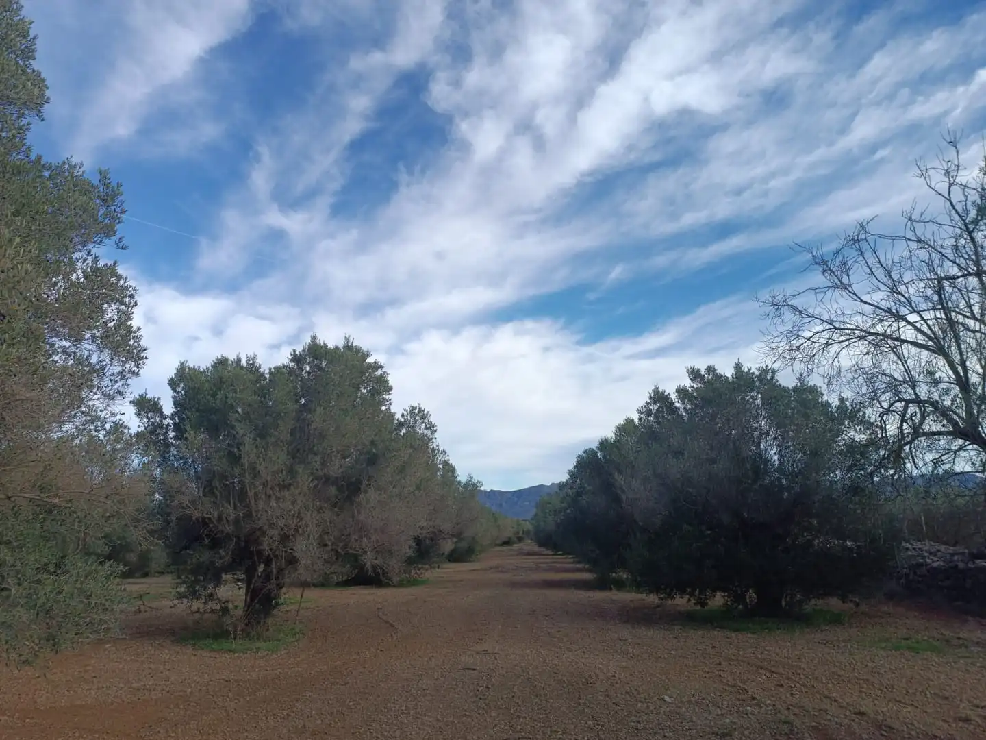 Terreny residencial en venda a Jesús - Els Reguers, imagen 4