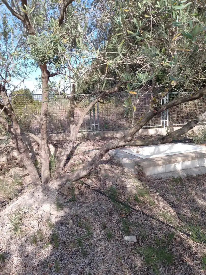 Garden of Residential for sale in Barxeta