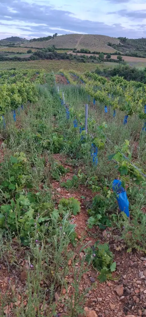Grundstücke zum Verkauf in Cariñena