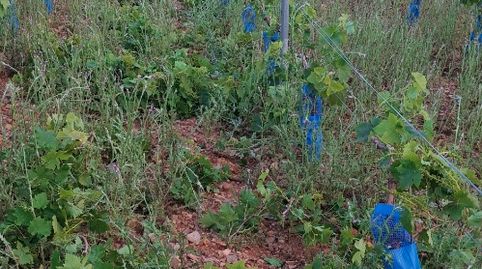 Foto 2 de Terreny en venda a Carretera Encinacorba, 14, Cariñena, Zaragoza