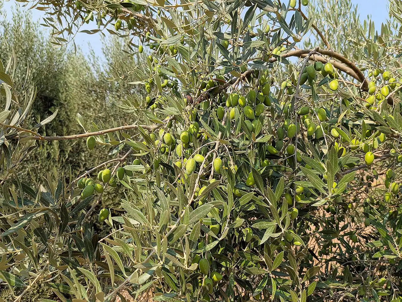 Jardí de Finca rústica en venda en Vinaròs amb Terrassa i Piscina