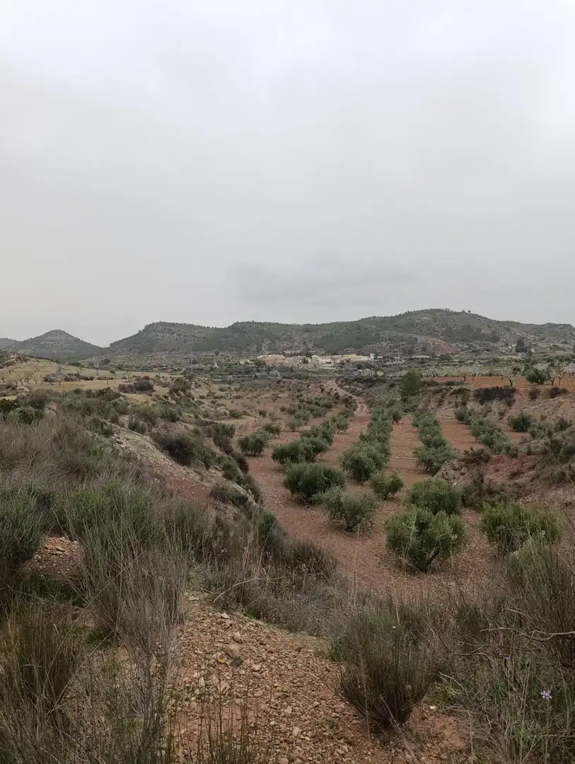 Terrenys i solars en venda a Bullas, imagen 2