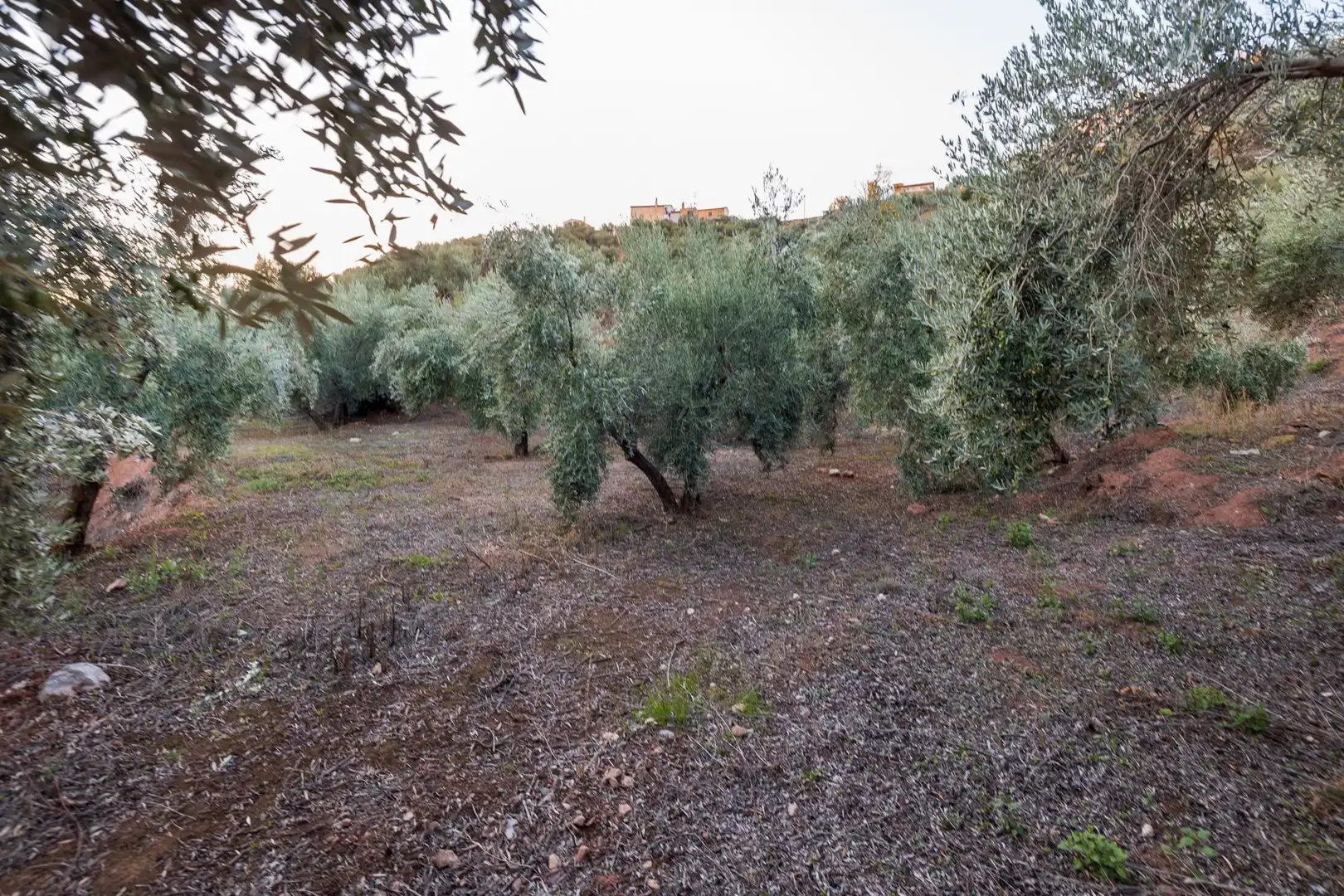 Casa o xalet en venda en Cogollos de la Vega