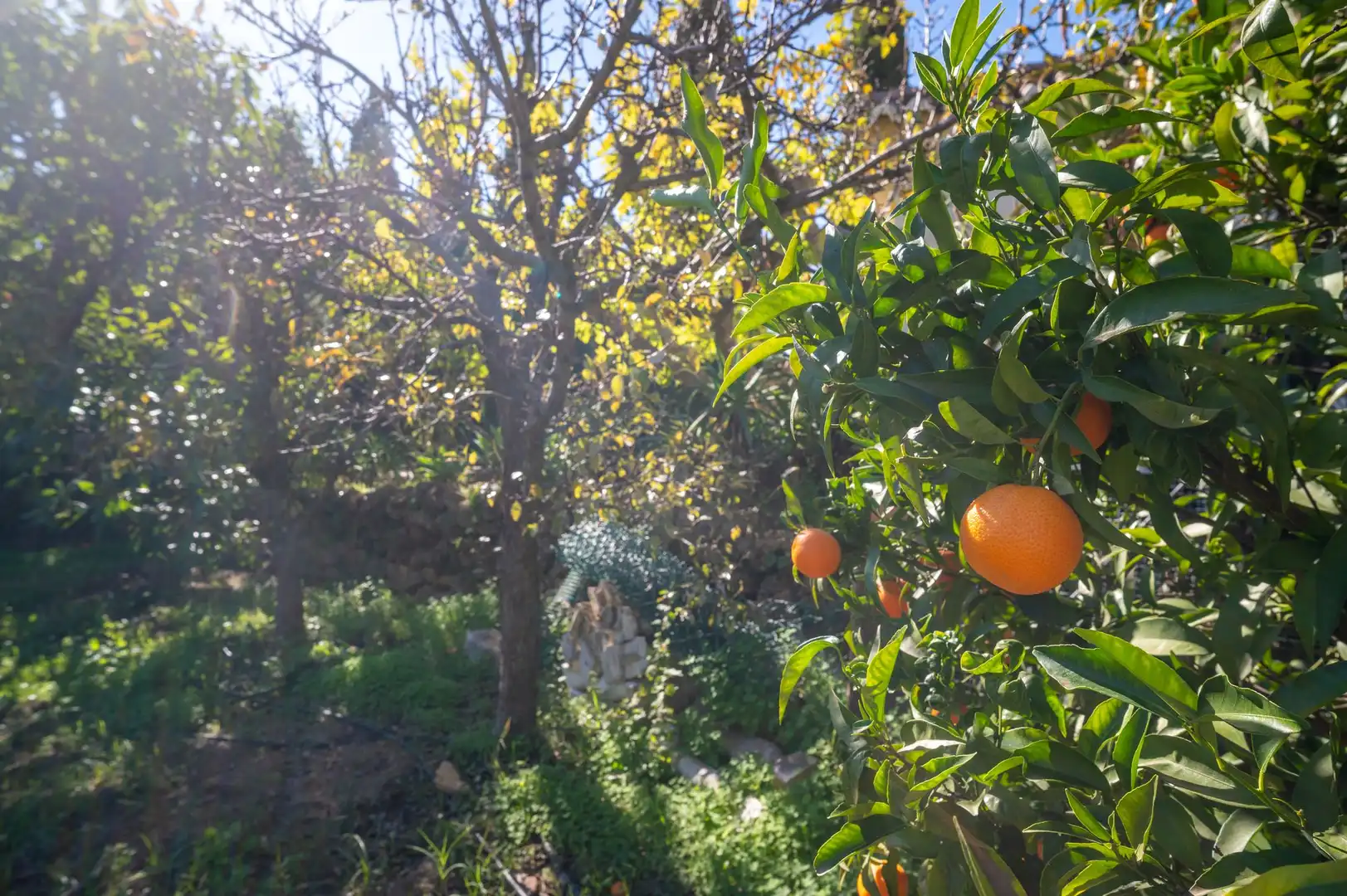 Jardí de Casa o xalet en venda en Mijas amb Terrassa