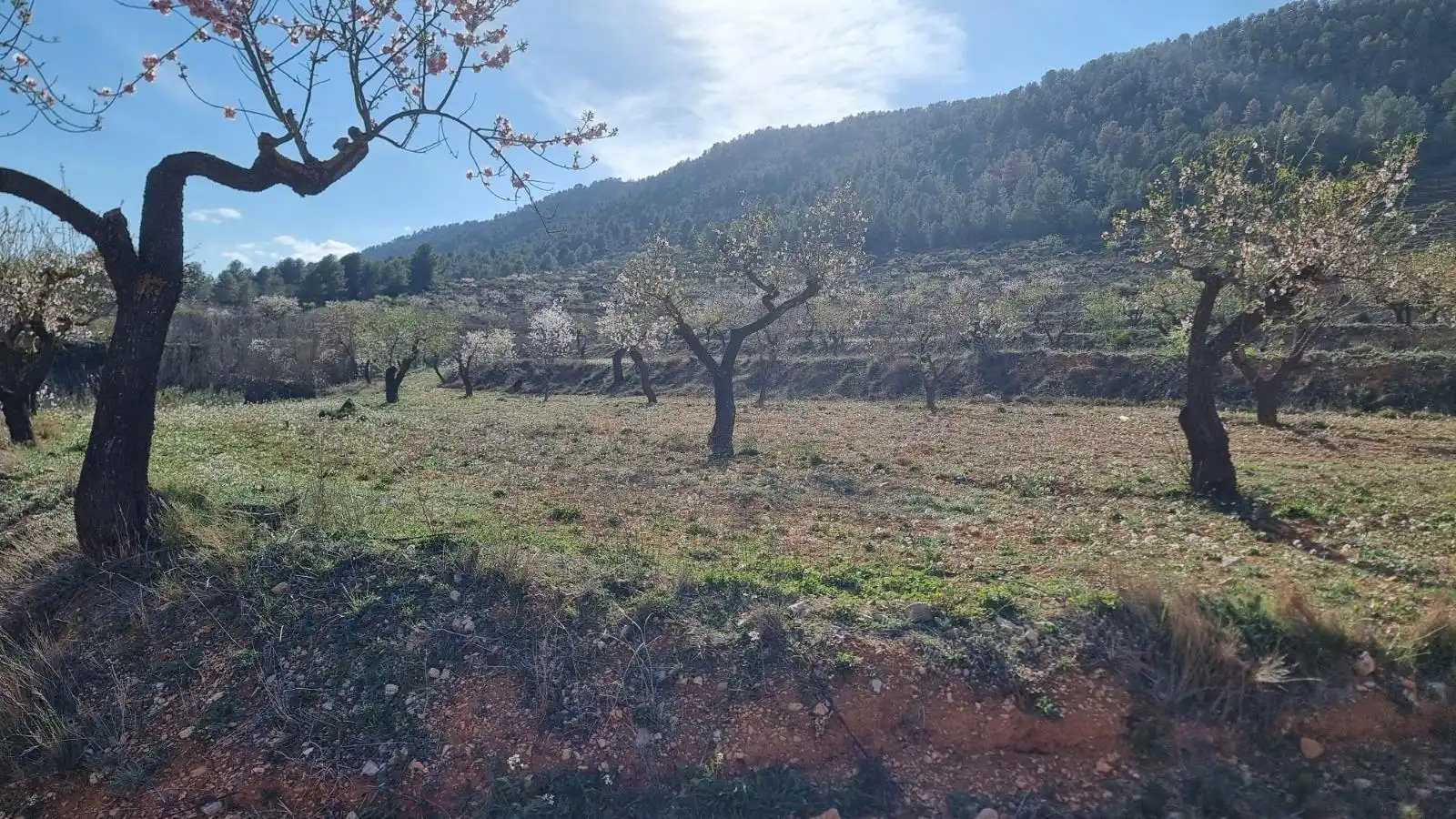 Terrenys i solars en venda a Camino UCENDA POLIGONO 16 PARCELAS 97 Y 98, imagen 9