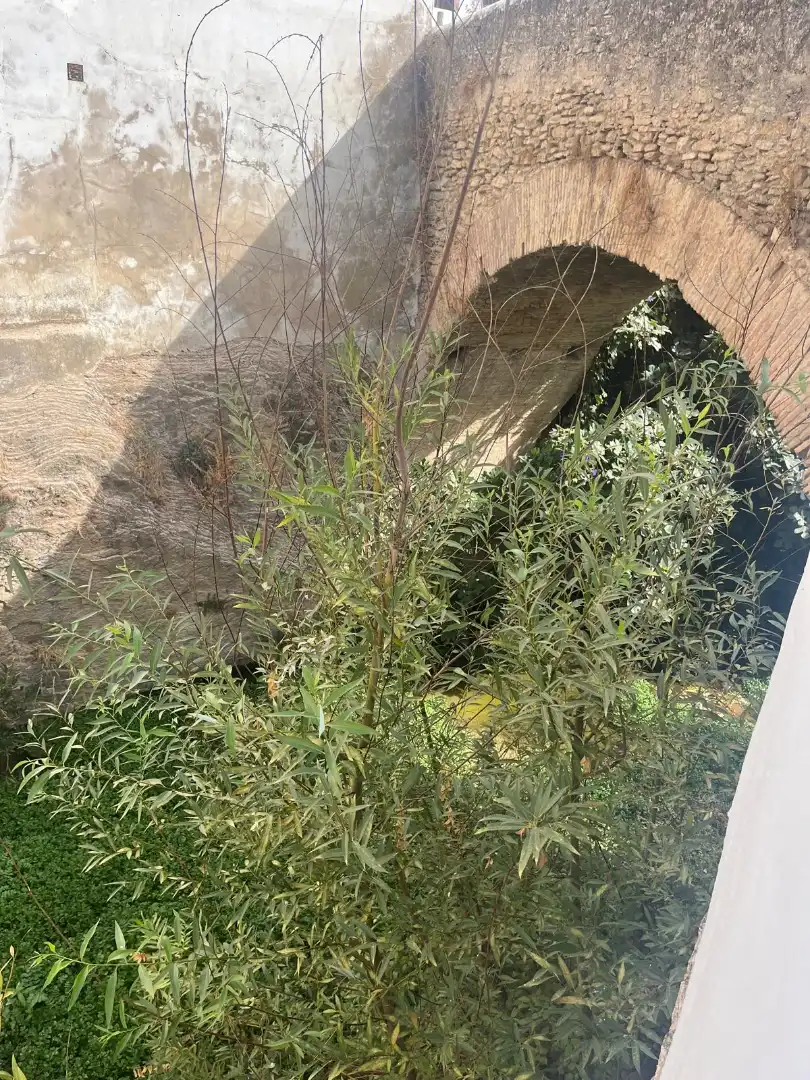 Jardín de Casa o chalet en venta en Setenil de las Bodegas con Jardín privado y Trastero