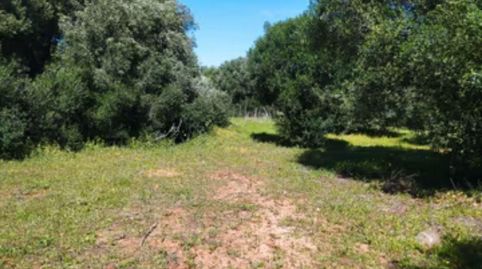 Foto 5 de Finca rústica en venda a Barbate ciudad, Barbate