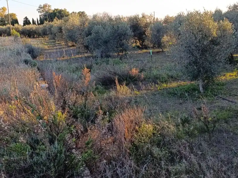 Terreny rústic en venda a Carrer d' Avall 38, imagen 5