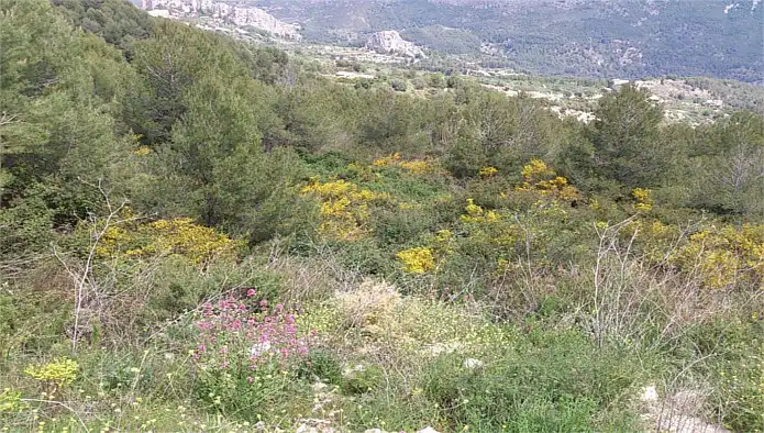 Terreno rústico en venta en Sc Morera, imagen 8