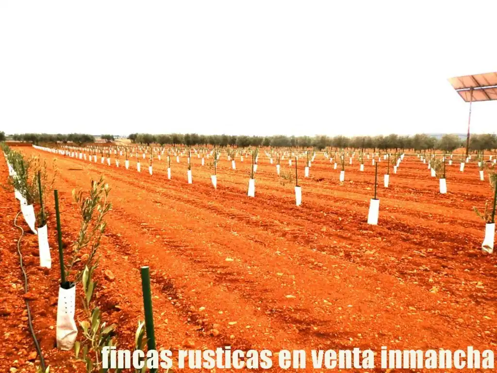 Rural land for sale in Valdepeñas, imagen 8