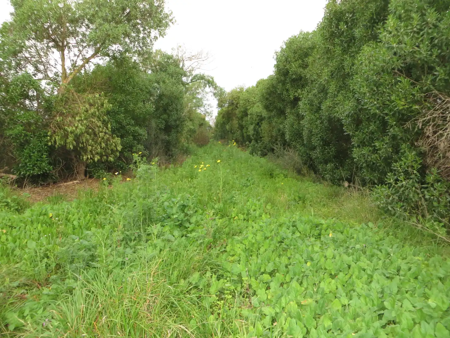 Finca rústica en venta en  Palma de Mallorca con Aire acondicionado, Calefacción y Jardín privado