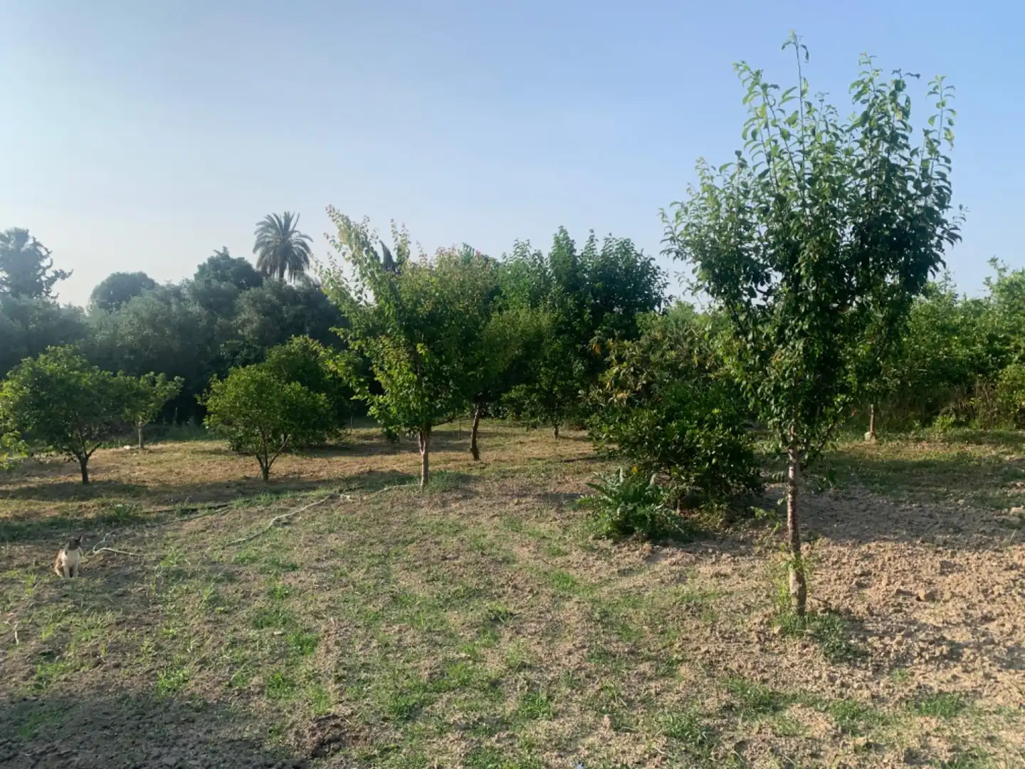 Finca rústica en venda a Alquerías