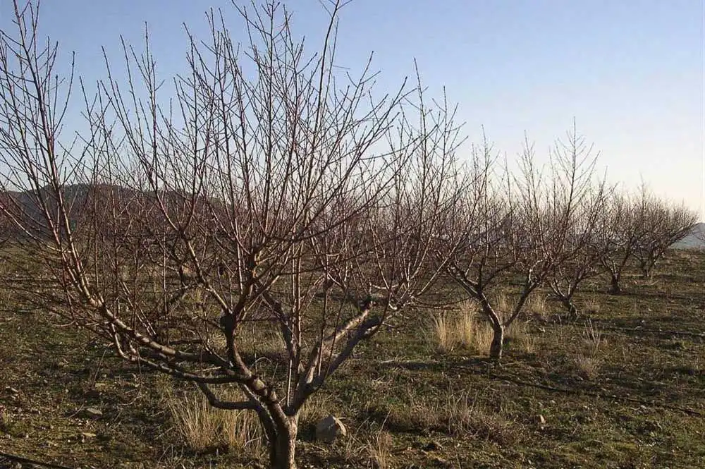 Terreny rústic en venda a Canillas de Albaida, imagen 5