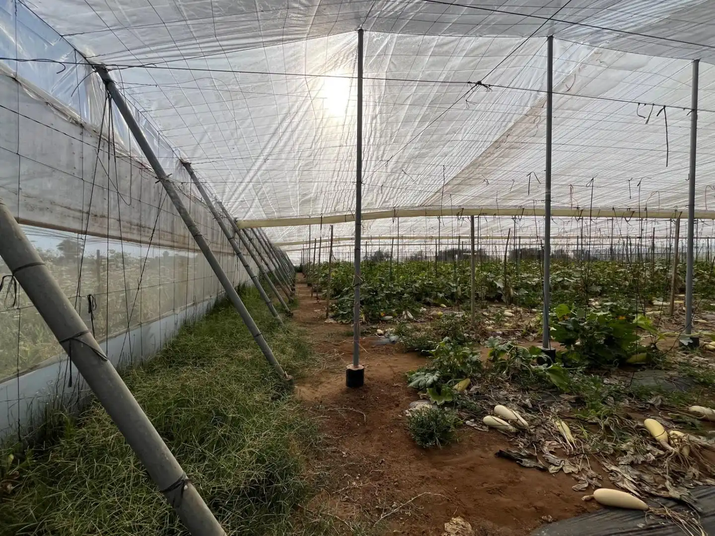 Jardín de Finca rústica en venta en Utrera