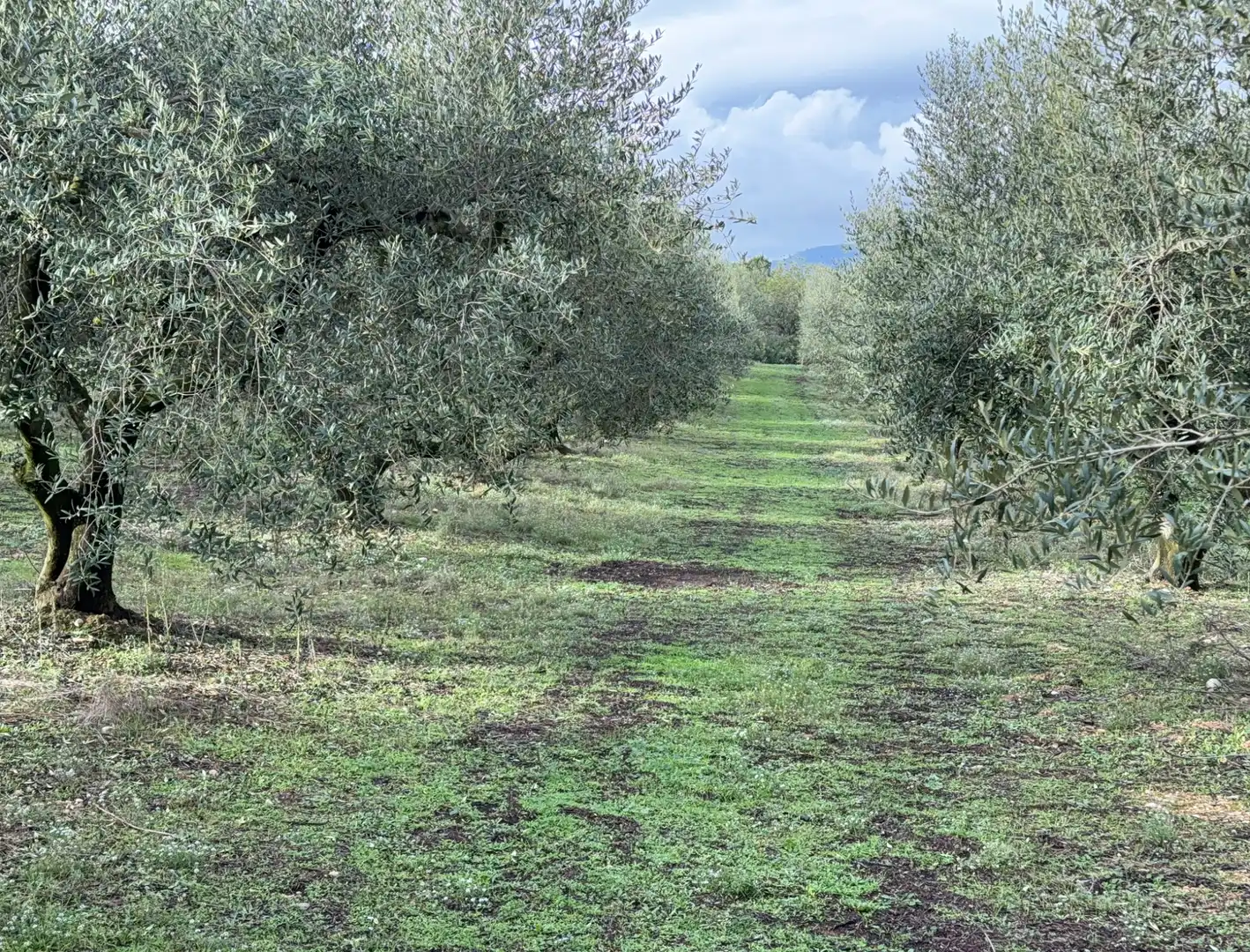 Terrain rustique à vendre à Camí de Vallmoll a Valls 17, imagen 12