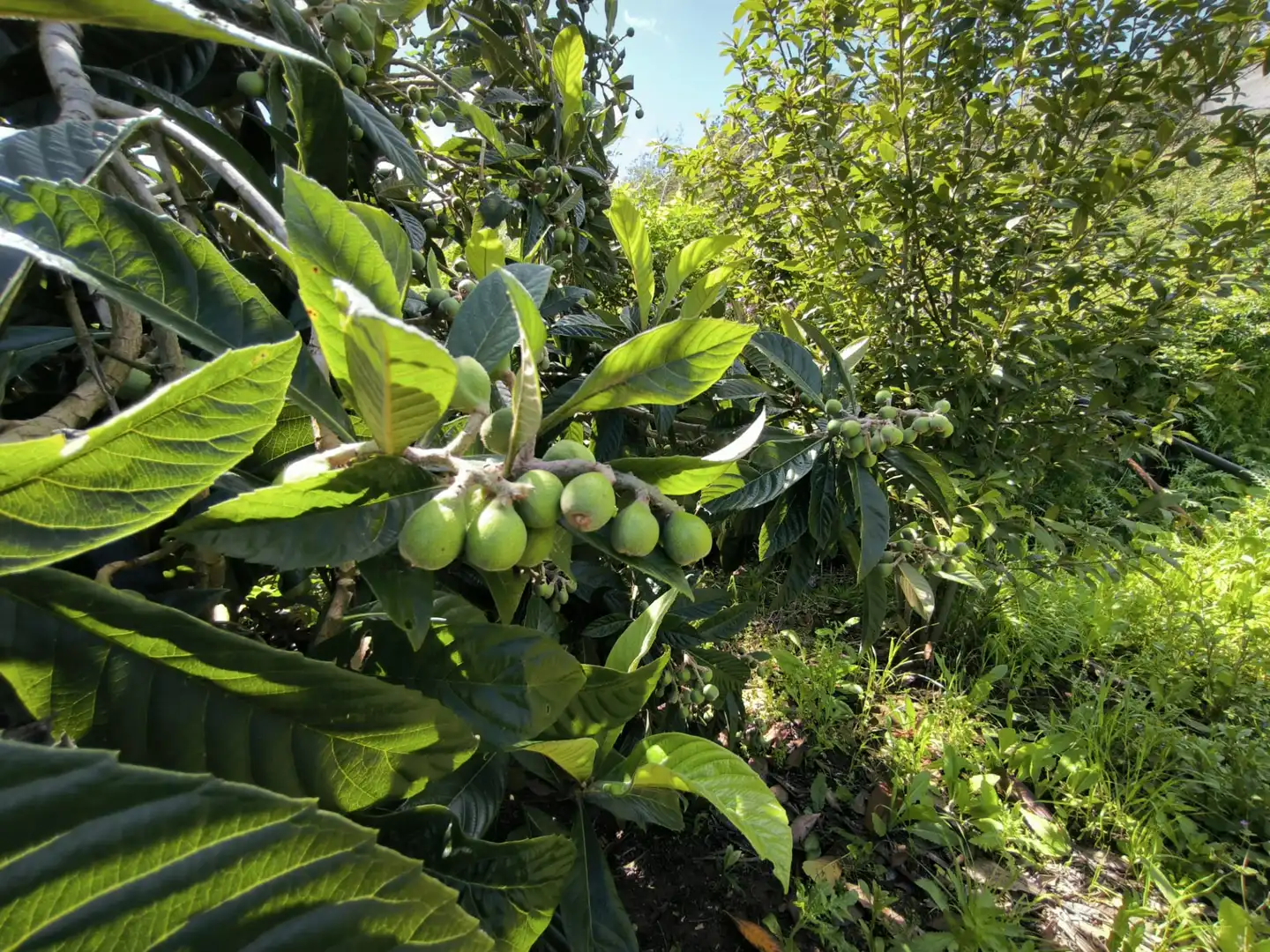 Jardín de Finca rústica en venta en Moya (Las Palmas)