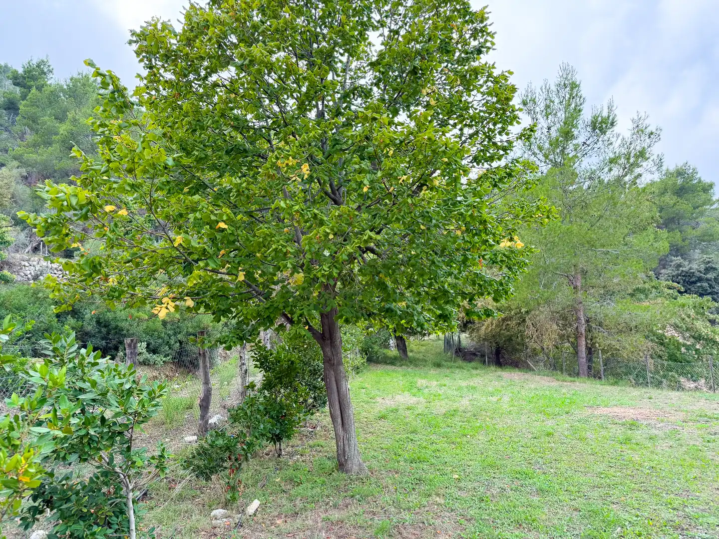 Maison rustique avec jardin à vendre à Bunyola, imagen 62