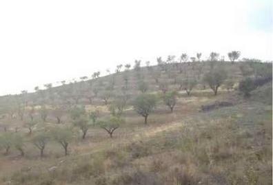 Foto 3 de Terreny en venda a Vélez-Rubio, Almería