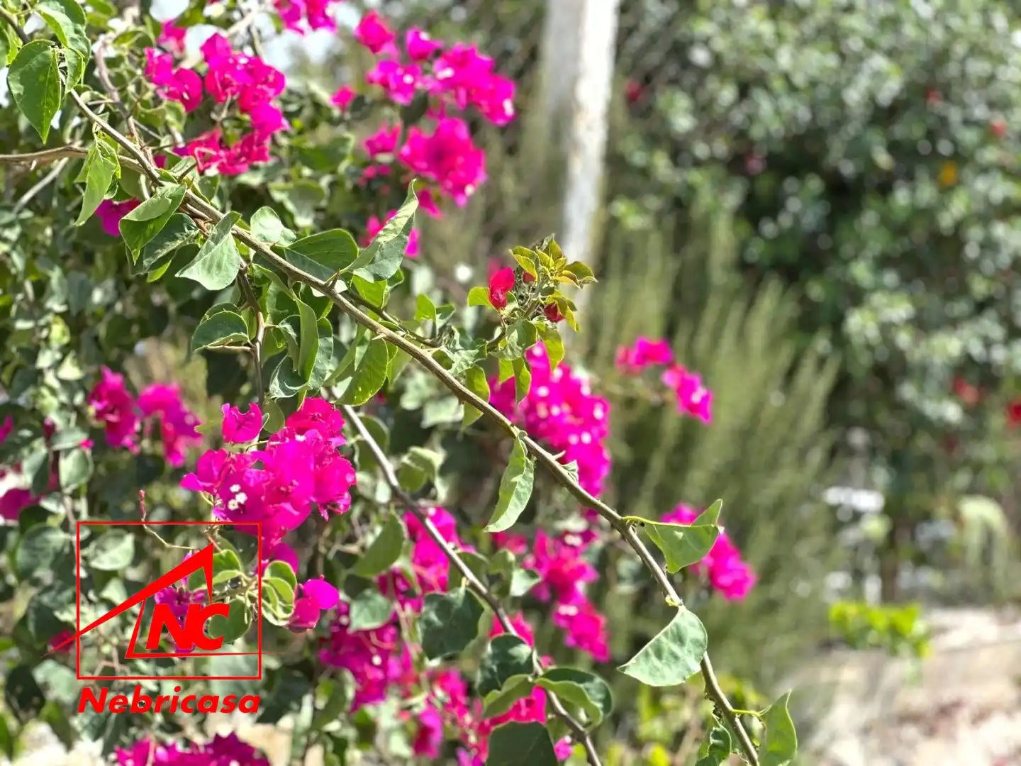 Jardí de Finca rústica en venda en Lebrija amb Aire condicionat i Moblat