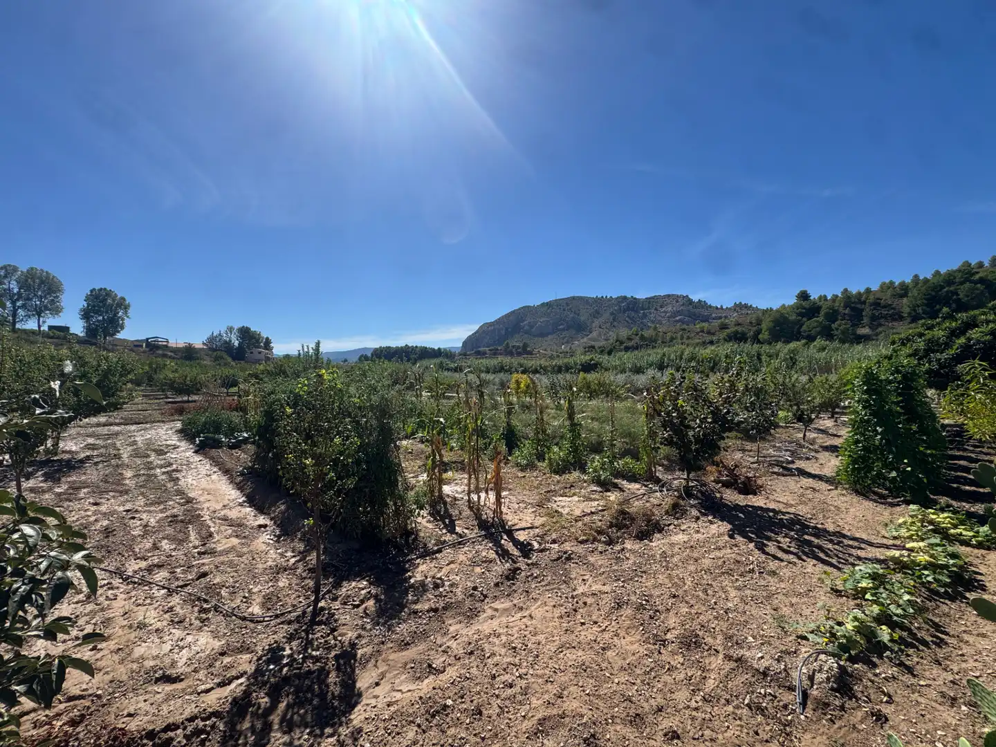 Villa con terrazza in vendita a Carretera de Murcia 13, imagen 38
