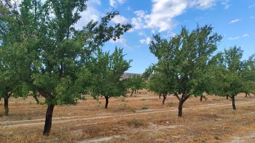 Terreno en venta en Huélago