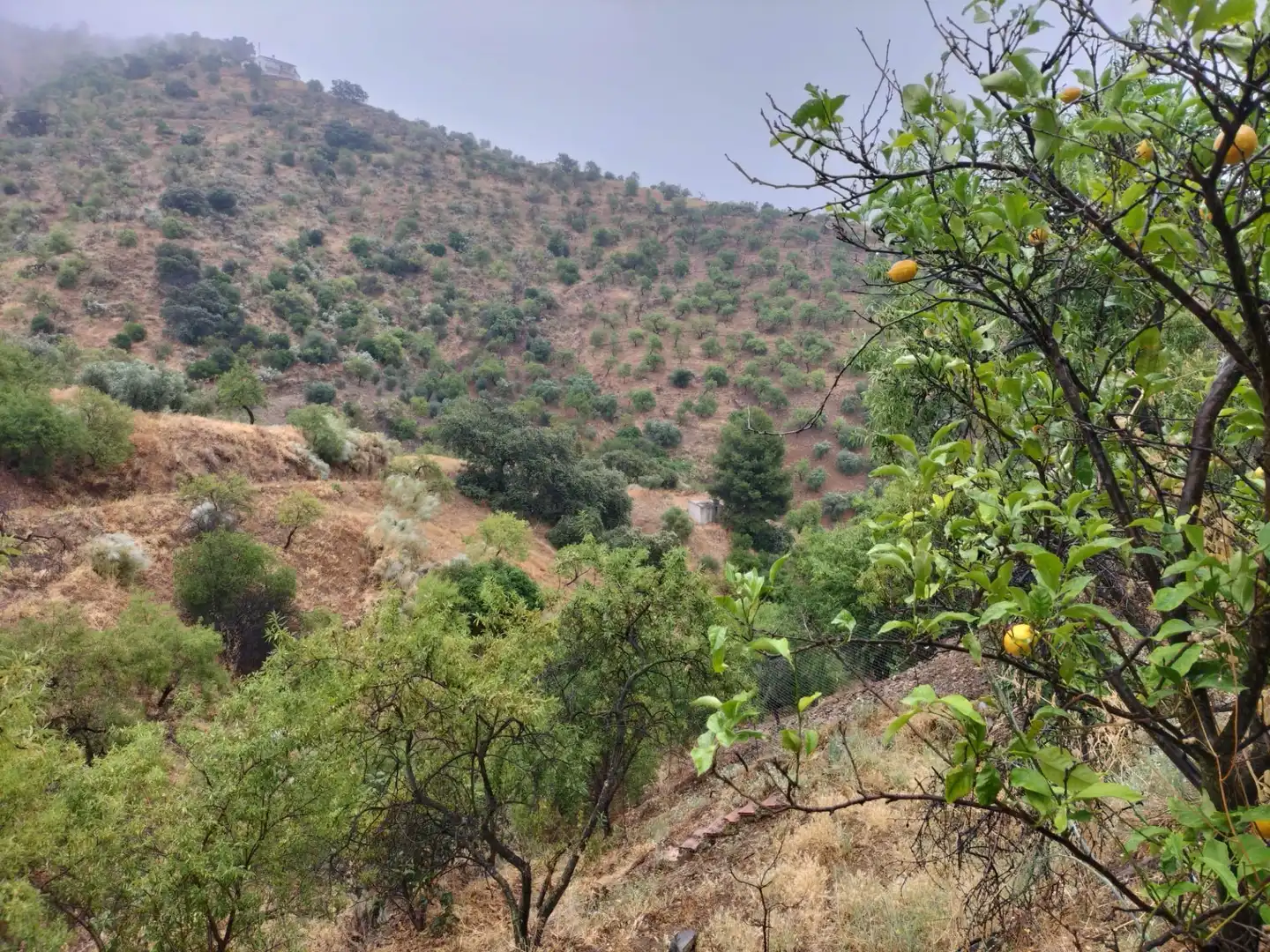 Finca rústica en venta en Málaga