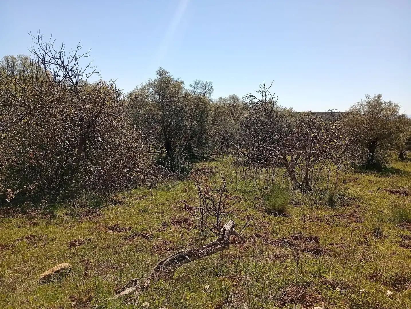 Terreni e lotti in vendita a Valverde de la Vera, imagen 16