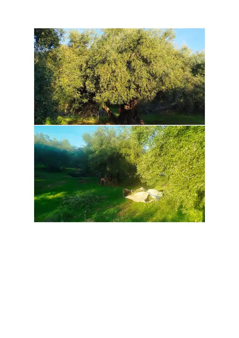 Terreno en venta en Hornachuelos