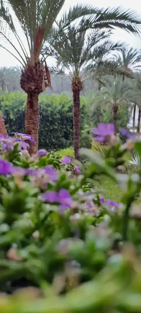 Garten von Wohnung zum Verkauf in Elche ciudad